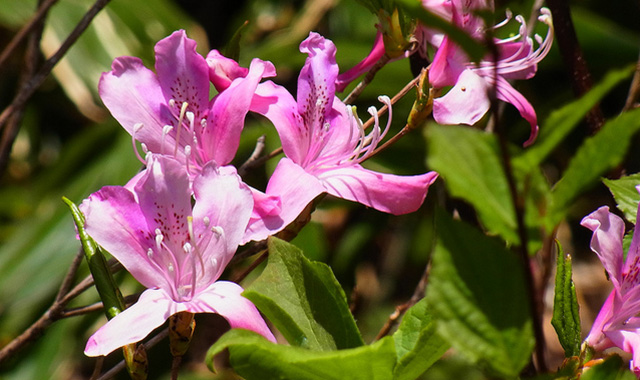 Slide show about alpine plants