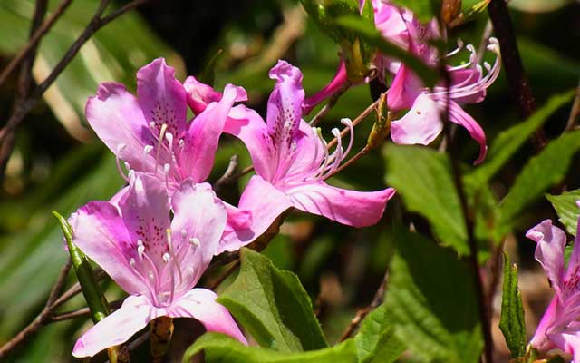 Slide show on highland plants