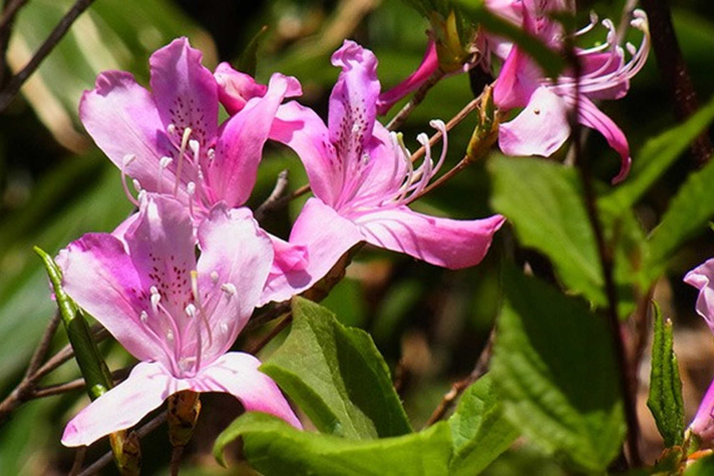 高山植物のスライドショー